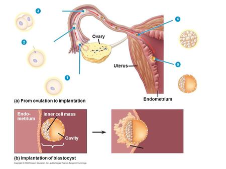 Ovary Uterus Endometrium (a) From ovulation to implantation (b) Implantation of blastocyst Inner cell mass Cavity Endo- metrium 1 2 3 4 5.