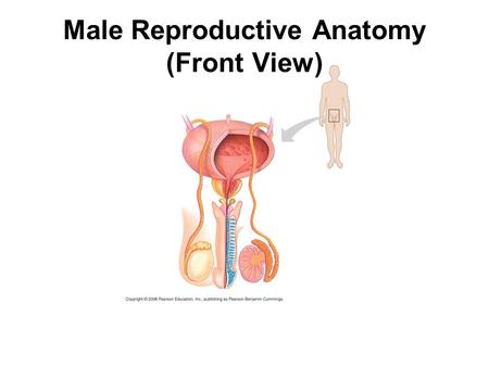 Male Reproductive Anatomy (Front View). Male Reproductive Anatomy (Side View)