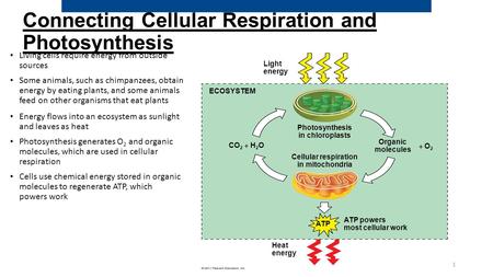 Connecting Cellular Respiration and Photosynthesis Living cells require energy from outside sources Some animals, such as chimpanzees, obtain energy by.