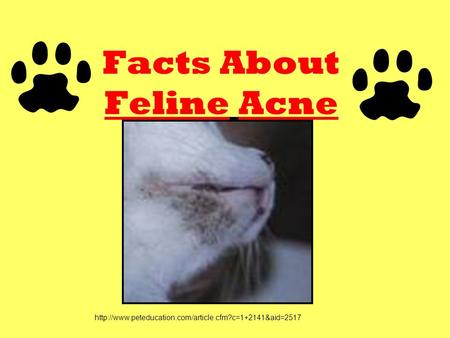 Facts About Feline Acne