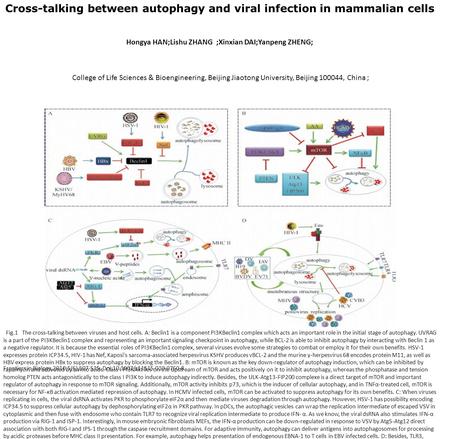 Cross-talking between autophagy and viral infection in mammalian cells Hongya HAN;Lishu ZHANG ;Xinxian DAI;Yanpeng ZHENG; College of Life Sciences & Bioengineering,