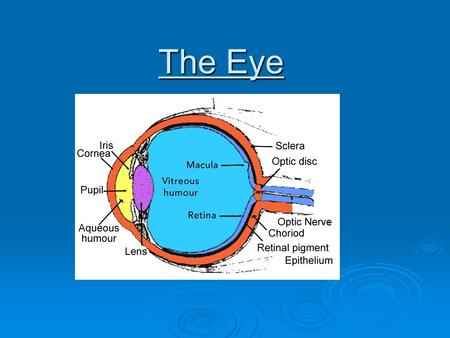 The Eye. The Pupil  A small adjustable opening.  Its size and the amount of light entering the eye is regulated by the iris.