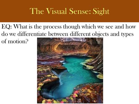 The Visual Sense: Sight EQ: What is the process though which we see and how do we differentiate between different objects and types of motion?
