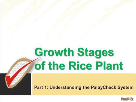 Growth Stages of the Rice Plant