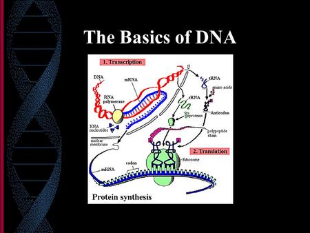 The Basics of DNA. DNA Deoxyribose sugar Phosphate bonds Nitrogen bases: (A, T, C, and G) A-T and G-C complementary pairing Double stranded (helix) Found.