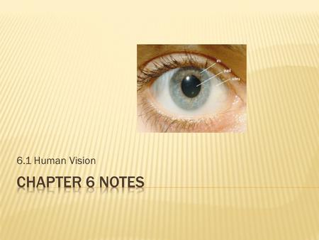 6.1 Human Vision.  Light enters the eye through the pupil  The iris (the coloured part of the eye) controls the amount of light entering the eye  In.