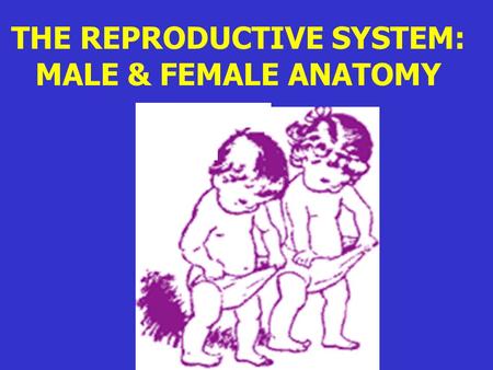 THE REPRODUCTIVE SYSTEM: MALE & FEMALE ANATOMY. REPRODUCTIVE SYSTEM: A system that produces haploid sex cells called gametes ( egg & sperm)