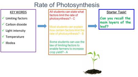 Rate of Photosynthesis All students can state what factors limit the rate of photosynthesis? - C Most students can explain how certain factors limit the.