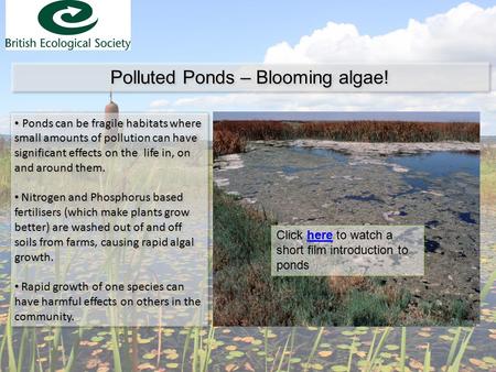 Polluted Ponds – Blooming algae! Ponds can be fragile habitats where small amounts of pollution can have significant effects on the life in, on and around.