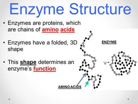 Enzyme Structure Enzymes are proteins, which are chains of amino acids Enzymes have a folded, 3D shape This shape determines an enzyme’s function ENZYME.