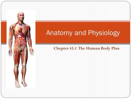 Anatomy and Physiology Chapter 45.1 The Human Body Plan.