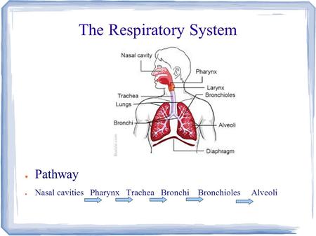 The Respiratory System ● Pathway ● Nasal cavities Pharynx Trachea Bronchi Bronchioles Alveoli.