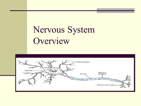 Nervous System Overview. Nervous System 2 divisions central nervous system (CNS) – brain and spinal cord – control center for the whole body peripheral.