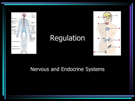 Regulation Nervous and Endocrine Systems. Parts of the nervous system… Brain Spinal Cord Nerves.