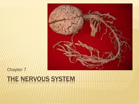 Chapter 7.  Central nervous system (CNS)  Brain  Spinal cord  Peripheral nervous system (PNS)  Nerves outside the brain and spinal cord.