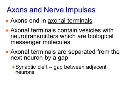 Axons and Nerve Impulses  Axons end in axonal terminals  Axonal terminals contain vesicles with neurotransmitters which are biological messenger molecules.
