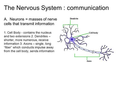 The Nervous System : communication A. Neurons = masses of nerve cells that transmit information 1. Cell Body - contains the nucleus and two extensions.
