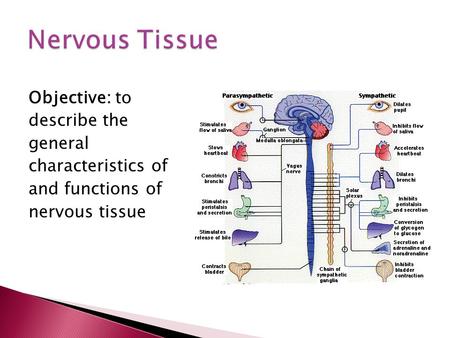 Objective: to describe the general characteristics of and functions of nervous tissue.