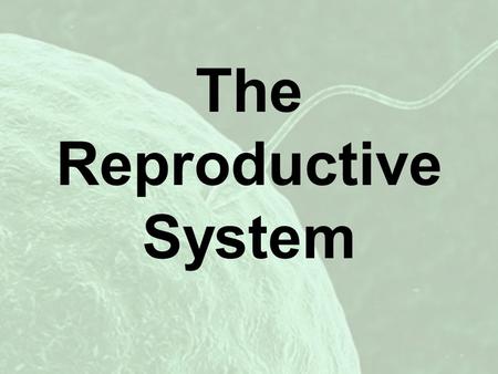 The Reproductive System. male reproductive system Function: –To produce sperm and testosterone. –Deliver sperm to the female reproductive system.