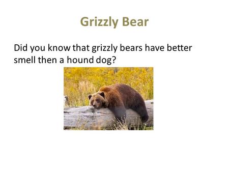 Grizzly Bear Did you know that grizzly bears have better smell then a hound dog?
