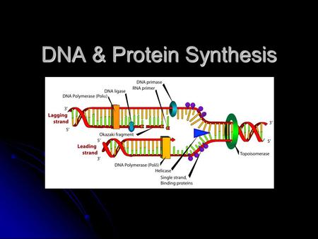 DNA & Protein Synthesis. DNA Replication during interphase of the cell cycle during interphase of the cell cycle H-bond break btw complementary base pairs.