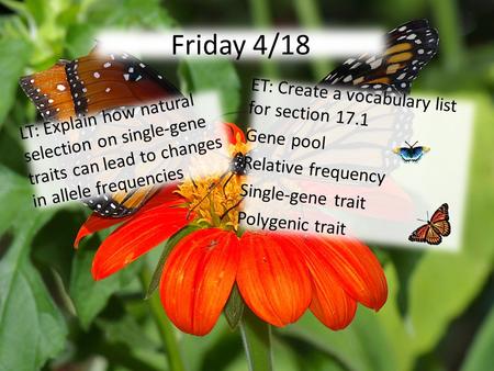 Friday 4/18 LT: Explain how natural selection on single-gene traits can lead to changes in allele frequencies ET: Create a vocabulary list for section.