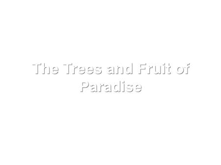 The Trees and Fruit of Paradise. The trees of Paradise are abundant and good and of many kinds. Allâh has told us that there are grapevines, date palms.