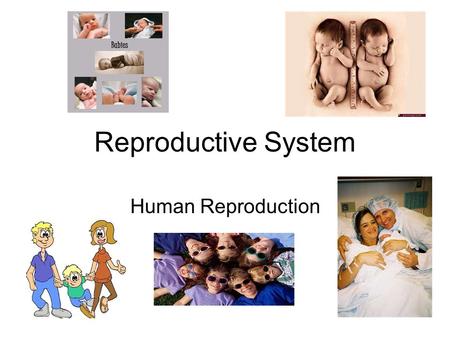 Reproductive System Human Reproduction. Female Reproductive System.
