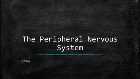 The Peripheral Nervous System Subtitle. The Spinal Cord ▪ Function: to relay information to and from the brain ▪ Description: white cable around 43cm.