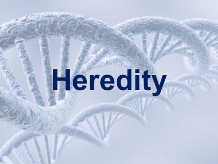 Heredity. Learned Behavior Inherited Trait Look at he list below and decide if each is a learned behavior or an inherited trait: using tools curly hair.