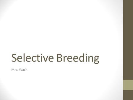 Selective Breeding Mrs. Wach. Selective Breeding This is the oldest type of genetic manipulation. Breeding organisms for a desired characteristic. Works.