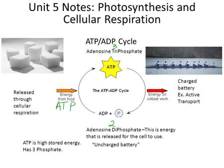 ATP/ADP Cycle Unit 5 Notes: Photosynthesis and Cellular Respiration Adenosine TriPhosphate Charged battery Ex. Active Transport Adenosine DiPhosphate –This.