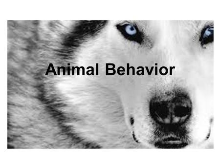 Animal Behavior. Behavior BEHAVIOR -The way an organism responds to changes in its internal and external environment. IS ESSENTIAL FOR A SPECIES SURVIVAL.
