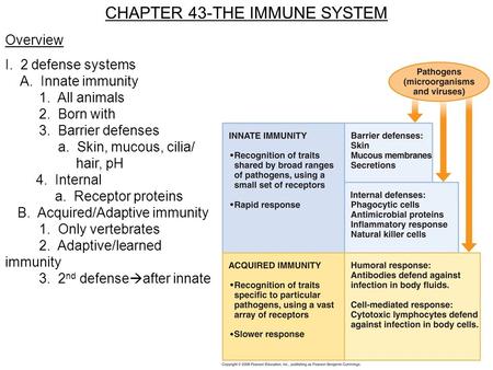 CHAPTER 43-THE IMMUNE SYSTEM Overview I. 2 defense systems A. Innate immunity 1. All animals 2. Born with 3. Barrier defenses a. Skin, mucous, cilia/ hair,