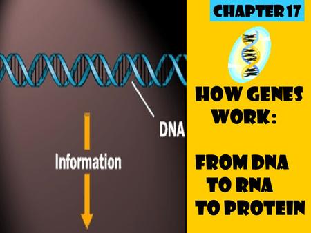 How Genes Work: From DNA to RNA to Protein Chapter 17.