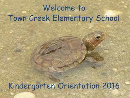 Welcome to Town Creek Elementary School Kindergarten Orientation 2016.
