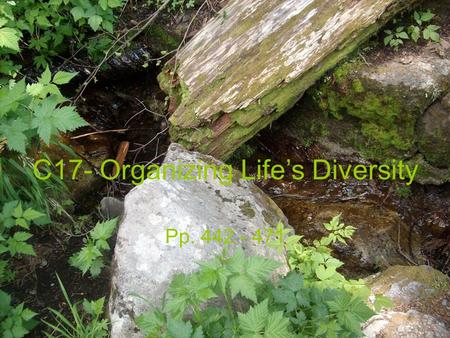 C17- Organizing Life’s Diversity Pp. 442 - 471. C17- Organizing Life’s C17- Organizing Life’s Diversity   Classification- grouping of organisms or info.