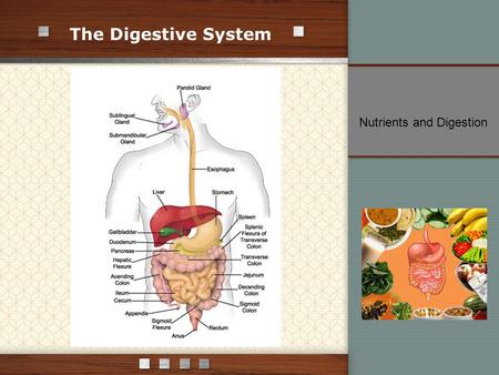 The Digestive System Nutrients and Digestion. Four Stages of Food Processing: ingestion digestion absorption elimination Digestion – process that breaks.