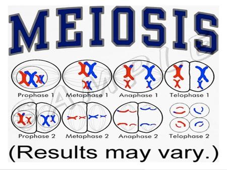 The most important fact of mitosis is that each daughter cell has the exact same genetic make-up as the original cell. Gregor Mendel – The Father of Genetics.