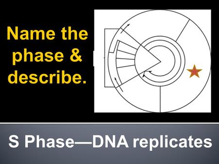 S Phase—DNA replicates. Interphase & Mitotic Phase.