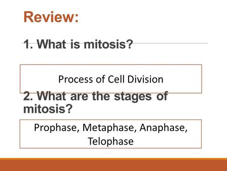 Review: 1. What is mitosis? 2. What are the stages of mitosis? Process of Cell Division Prophase, Metaphase, Anaphase, Telophase.