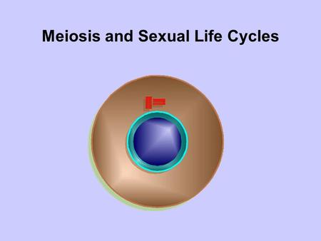 Meiosis and Sexual Life Cycles. A life cycle is the generation-to- generation sequence of stages in the reproductive history of an organism it starts.