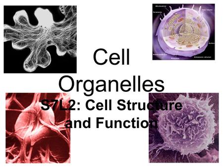 Cell Organelles S7L2: Cell Structure and Function.