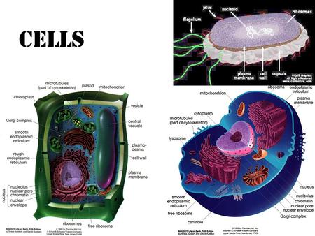 Cells. Biology Section 7.3 All cells contain organelles BUT not all organelles are surrounded by membranes Prokaryotes – do not contain any organelles.