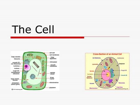 The Cell. Cell Theory  All things are made up of at least one cell  Cells carry on life processes (RENT…)  Come from “old” cells Exceptions? Where.
