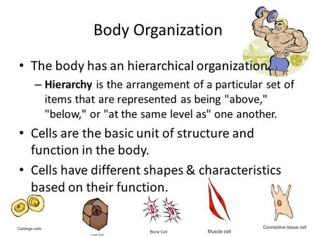 Body Organization The body has an hierarchical organization. – Hierarchy is the arrangement of a particular set of items that are represented as being.