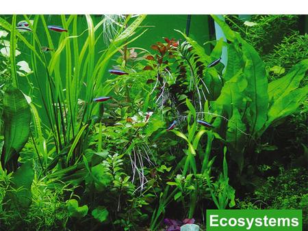 Ecosystems biosphere ecosystem community population Studying organisms in their environment organism.