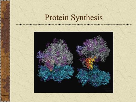 Protein Synthesis. One Gene – One Enzyme Protein Synthesis.