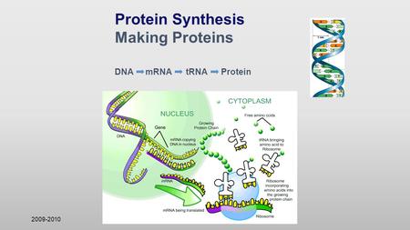 2009-2010 Protein Synthesis Making Proteins DNAmRNA tRNA Protein.
