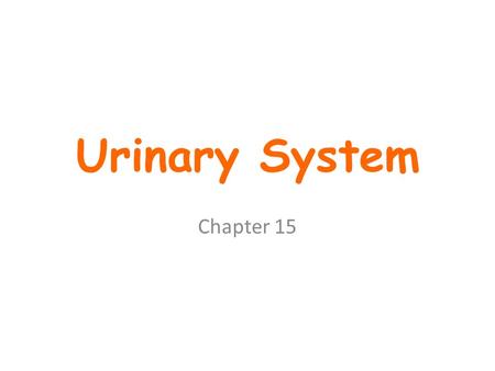 Urinary System Chapter 15. Kidney Functions The main functional organs of the urinary system are the kidneys. The kidneys dispose of wastes and excess.